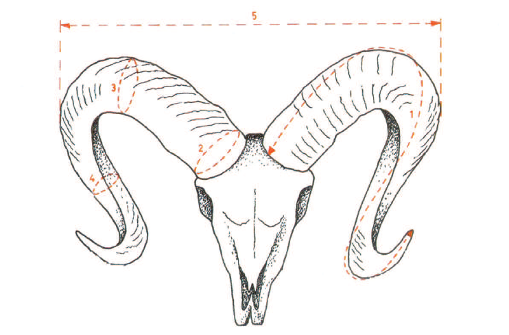 homologacion muflon medidas