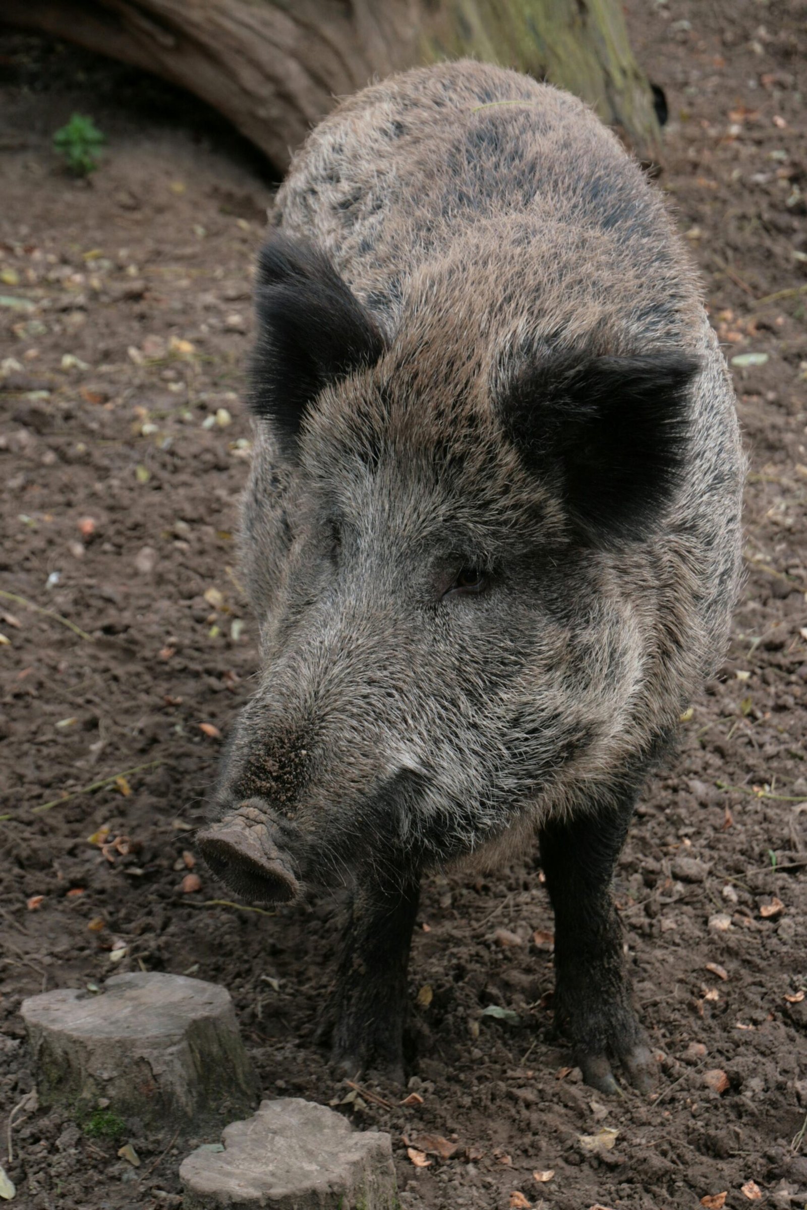 monteria y caza jabalí