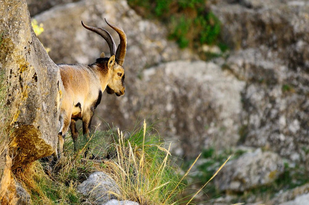 Macho cabra montés Gredos