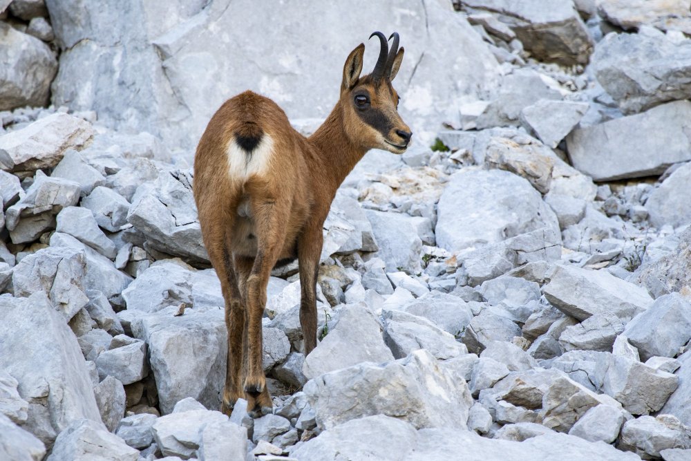 Rebeco cantábrico Picos de Europa